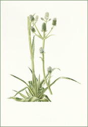 Eryngium agavifolium (button eryngo):35.5cm x 51cm