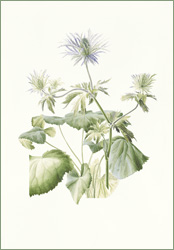Eryngium alpinum (alpine eryngo):35.5cm x 51cm