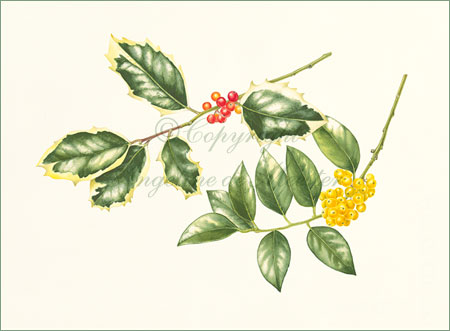 Holly – Ilex aquifolia, "Madame Briot" and "Pyrimidalis Fructu Luteo"