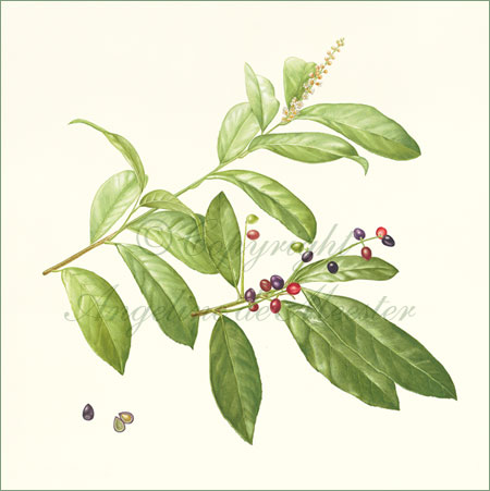 Laurel – Prunus laurocerasus