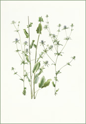 Eryngium planum (plains eryngo):35.5cm x 51cm