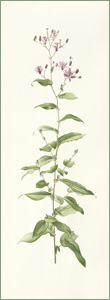 Tricyrtis formosana or Toad Lily: 27.5cm x 75.5cm