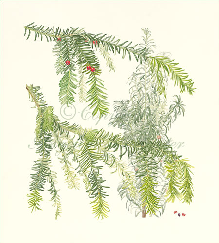 Yew – Taxus baccata "Dovostonii Aurea", background Taxus baccata "Fastigiata"
