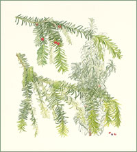 Yew Taxus baccata