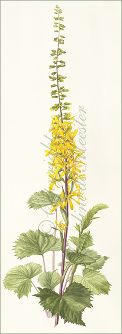 Ligularia stenocephala "The Rocket" or Leopard Plant