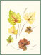 Heuchera/Heucherella Leaf Studies